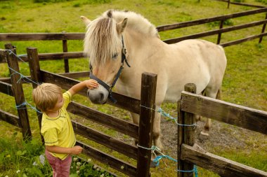 Child, toddler, looking at beautiful horses, caressing them