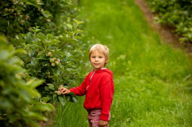 Apple tree plantations in Norway, summertime, child checking the apples on a tree