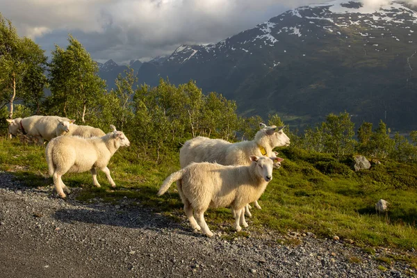 Sheeps along the road to mount Hoven, splendid view over Nordfjord from the Loen skylift