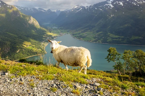 Sheeps along the road to mount Hoven, splendid view over Nordfjord from the Loen skylift