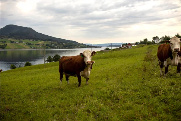 ノルウェーの芝生の上の道路に沿って牛 美しい自然と手付かずの動植物 — ストック写真