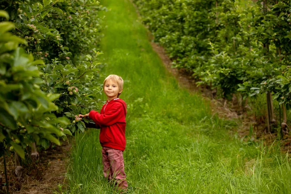 Apple Tree Plantations Norway Summertime Child Checking Apples Tree — Stockfoto
