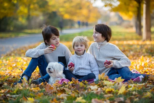 快乐的孩子们 在一个阳光明媚的日子 在秋天的公园里和宠物狗玩耍 树叶环绕着他们 — 图库照片