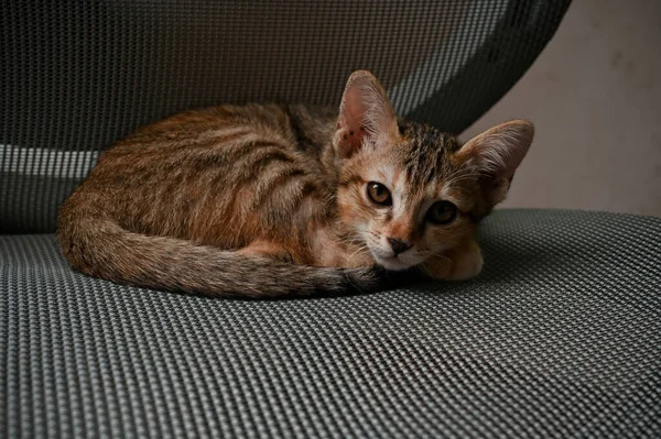 Lovely brown kitten with brown eyes relaxing on office chair. Pet, animals closeup image