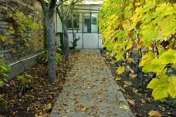 Percorso autunnale a Garden House con vite e foglie cadenti — Foto Stock