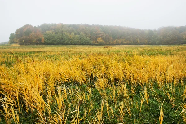 Paysage brumeux d'automne avec herbe jaune — Photo