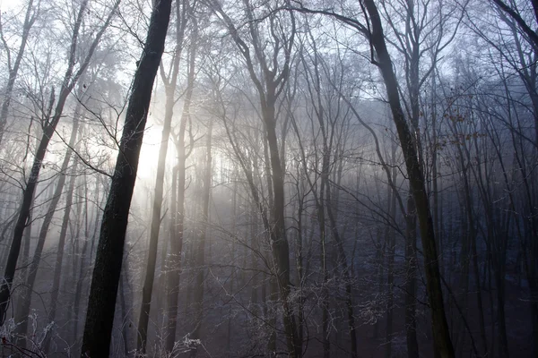 Ic luz del sol del invierno que viene a través de los árboles congelados del bosque —  Fotos de Stock