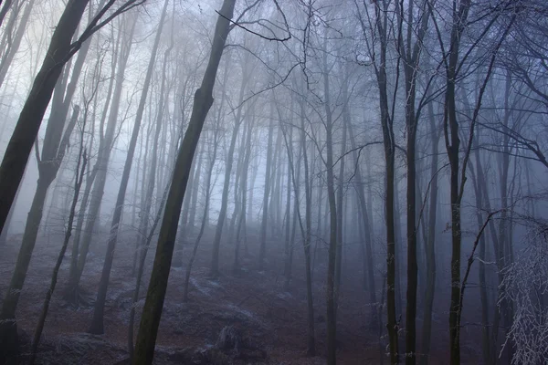 Winter nevel in bos — Stockfoto