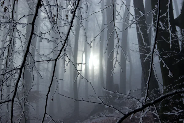 Raios de sol de inverno vindo através da floresta — Fotografia de Stock