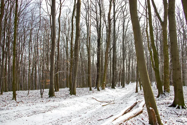Orman bypath kış sezonu — Stok fotoğraf