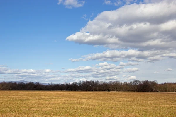 Campo de hierba con cielo azul y pequeñas nubes blancas —  Fotos de Stock