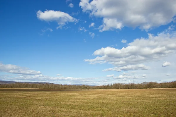 Campo de hierba con cielo azul y nubes blancas —  Fotos de Stock