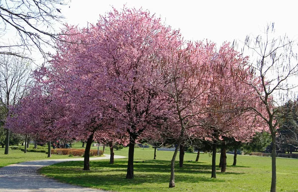 Blühende Bäume im Park — Stockfoto
