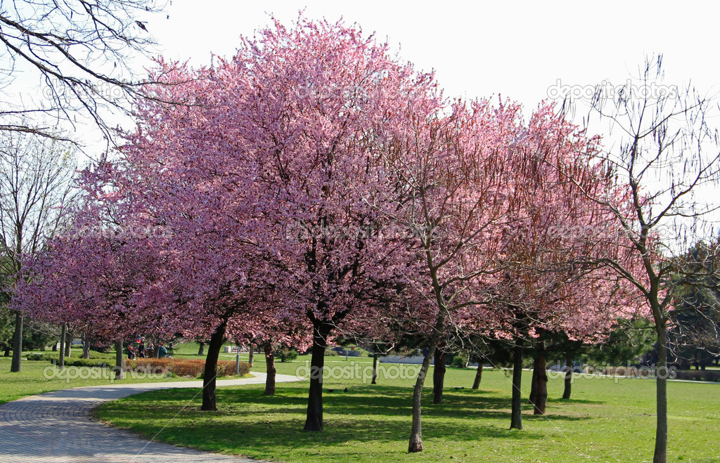 Flowering Trees in Park