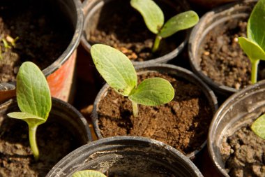 Salatalık nursellings