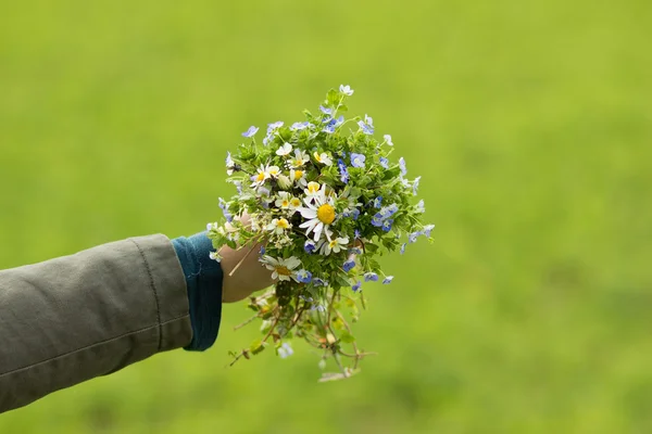 野の花の花束を手します。 — ストック写真