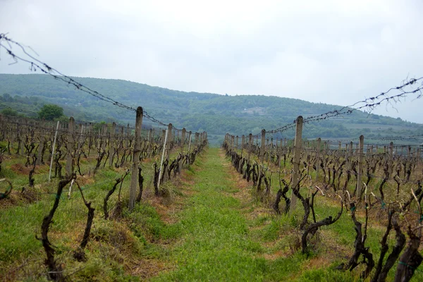 Viñedo con Montaña en la distancia — Foto de Stock