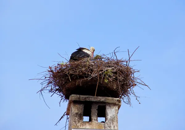 コウノトリ — ストック写真