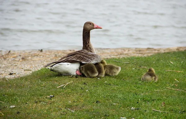 Wild Goose with Puppy Gooses — Stock Photo, Image