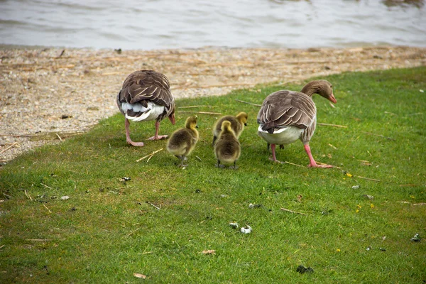 Wild Goosses — Stock Photo, Image