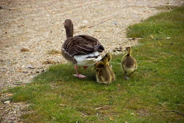 Άγρια χήνα με κουτάβι gooses — Φωτογραφία Αρχείου