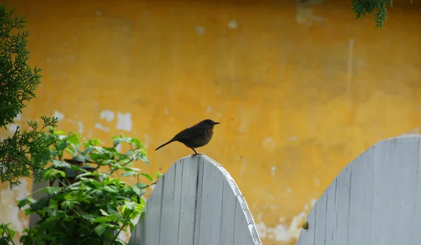 木造フェンスの上の鳥 — ストック写真