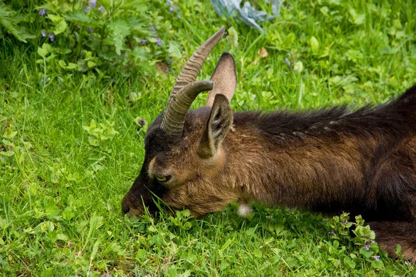 Goat Feeds on Grass Field — Stock Photo, Image