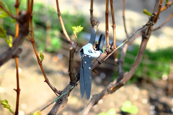 Tondeuse de jardin sur vigne — Photo