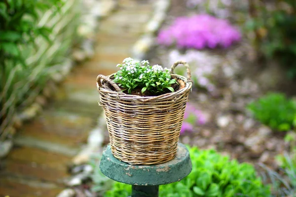 Cesta de vime com flores brancas com jardim atrás — Fotografia de Stock