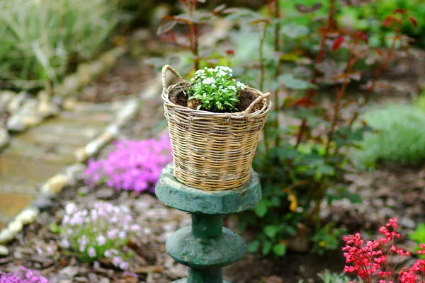 Cesta de vime com flores brancas com jardim atrás — Fotografia de Stock