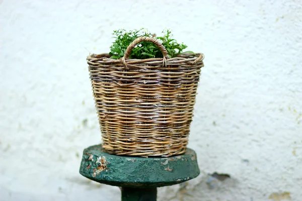 Cesta de vime com flores brancas e parede branca por trás — Fotografia de Stock