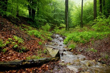 Biraz buzlu çayı ve ağaç güdük