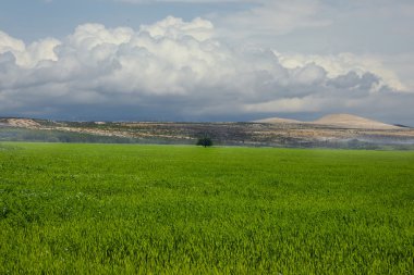 Yalnız ağaç üzerinde hayfield