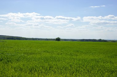 greenfield izole ağacı