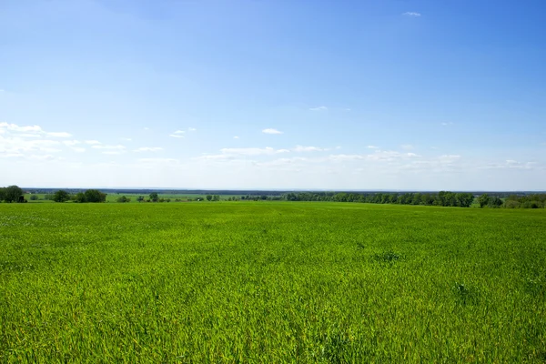 Prato con cielo blu — Foto Stock