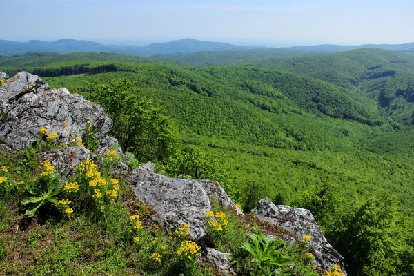 Panorama des collines boisées vertes — Photo