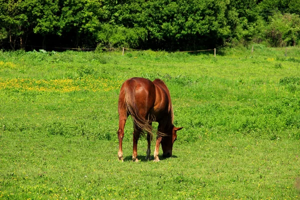 Cavalo alimenta-se de grama — Fotografia de Stock