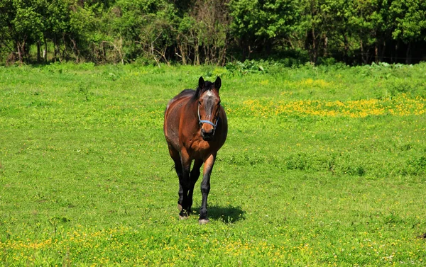 Koń idzie na grassfield — Zdjęcie stockowe