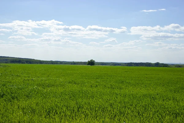 Albero isolato su Greenfield — Foto Stock