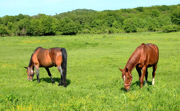 Twee paarden op groene weiden — Stockfoto