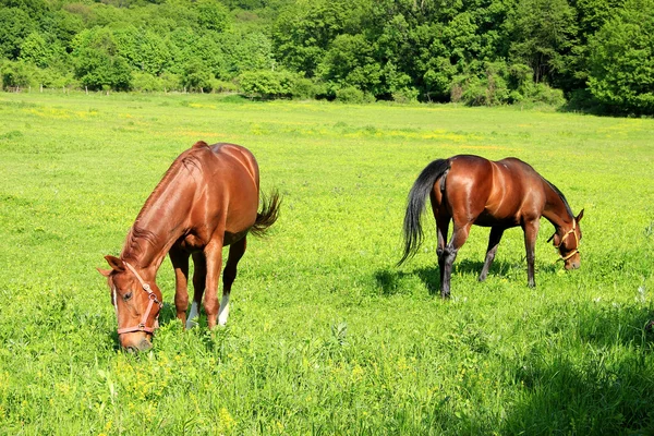 Dos caballos con pasto de bridas —  Fotos de Stock