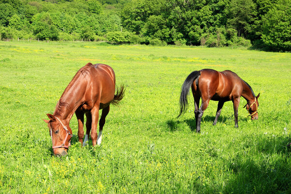 Two Horses with Bridles Pasture