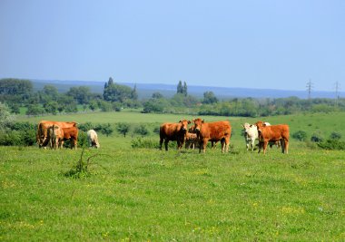 Cattle Herd clipart