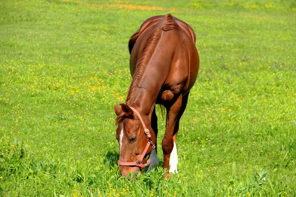 Bruin paard feeds op gras — Stockfoto