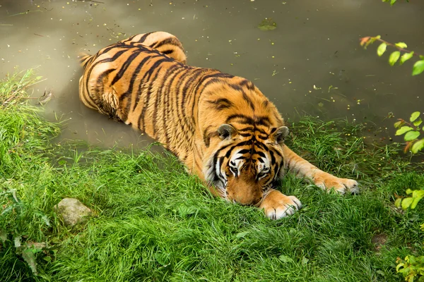 Tiger med bad — Stockfoto