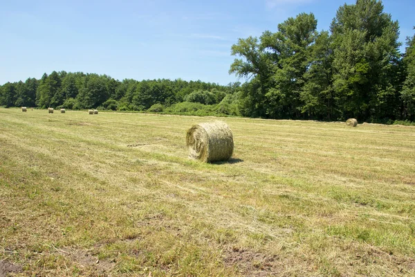 Balar förpackningar av hö — Stockfoto