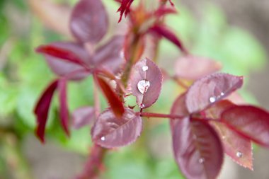Waterdrop kırmızı yaprak üzerinde