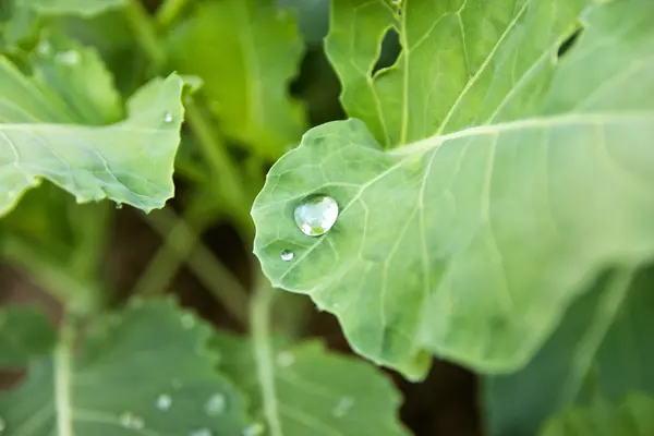 Gota de agua sobre hoja verde — Foto de Stock