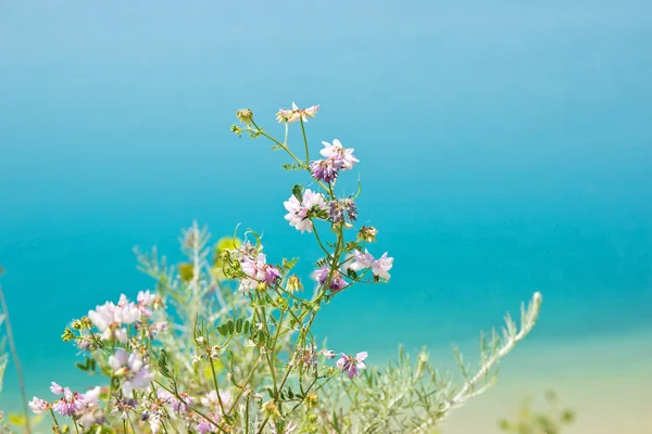湖浜の花 — ストック写真