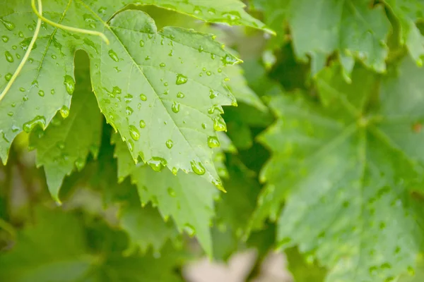 緑の葉に雨が降る — ストック写真